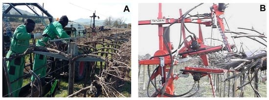 Mechanical pruning - fig 1